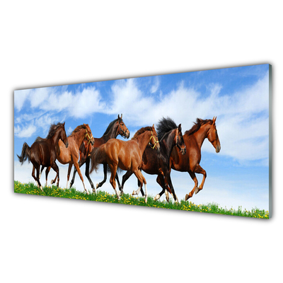 Akril üveg kép Vágtázó lovak legelő