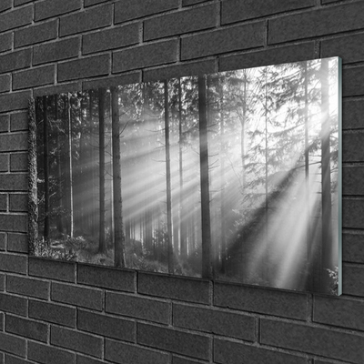 Akril üveg kép Nature Forest Sun Rays