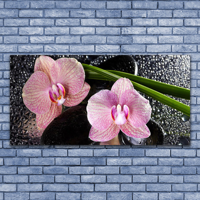 Akrilkép Orchidea virág orchidea Zen