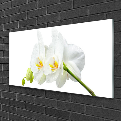 Akrilkép Fehér orchidea virág szirmai