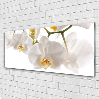 Akrilüveg fotó Orchidea virágok Természet