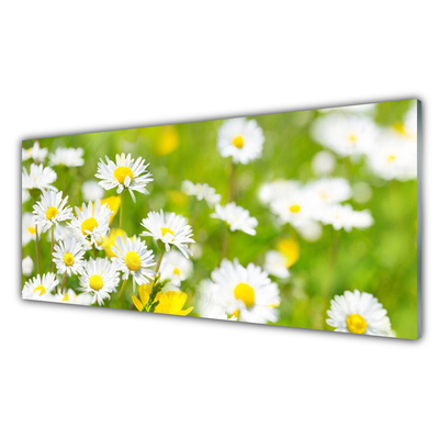 Akril üveg kép Daisy Flower Plant