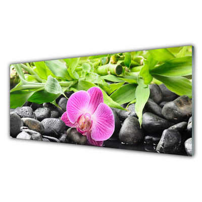 Akrilüveg fotó Orchidea virágok Plant