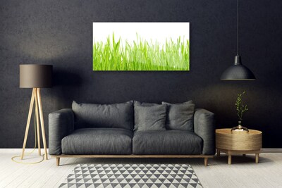 Akrilüveg fotó Grass Nature Plant