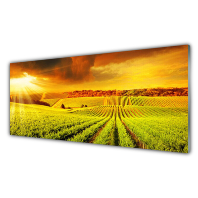 Konyhai üveg panel Field sunset landscape