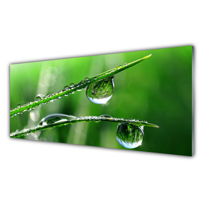 Konyhai üveg panel Grass dew drops