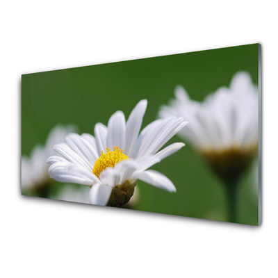 Konyhai panel Daisy a wall