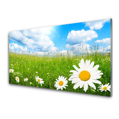 Konyhai panel Daisy grass nature