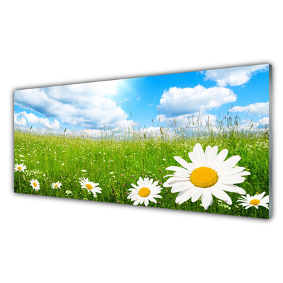 Konyhai panel Daisy grass nature