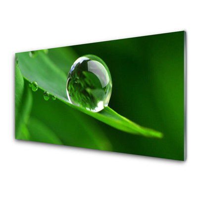 Konyhai hátfal panel Plant leaf water drops