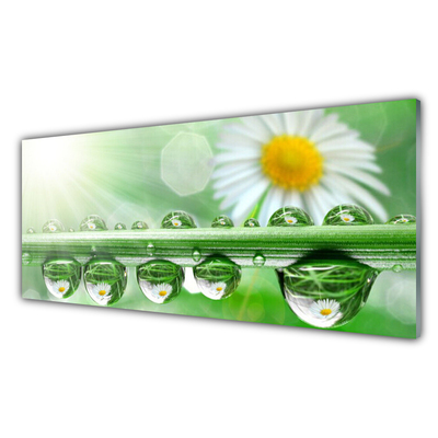 Konyhai üveg fali panel Dew leaf nature daisies