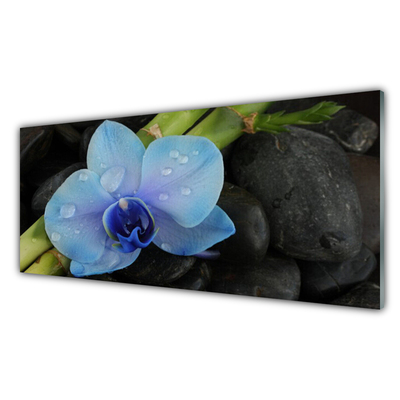 Konyhai falvédő panel Stones virág növény