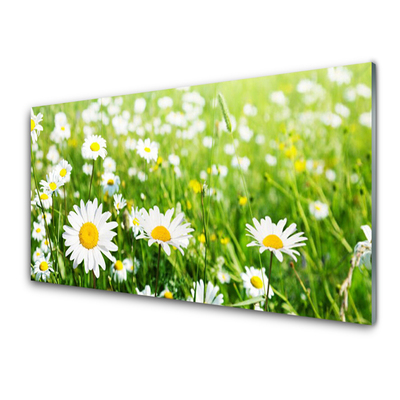 Konyhai hátfal panel Daisy flower plant