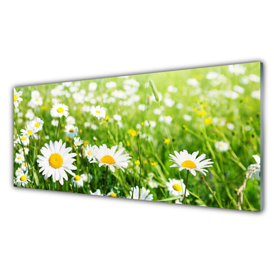 Konyhai hátfal panel Daisy flower plant