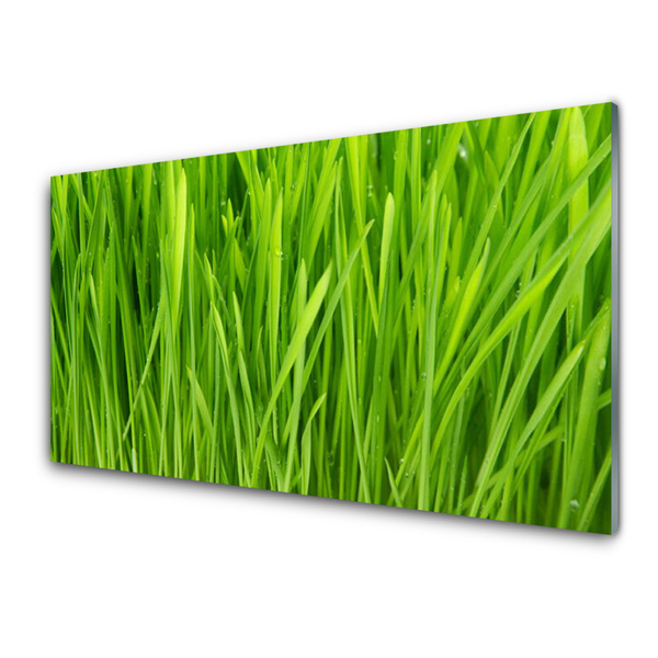 Konyhai panel Grass nature plant