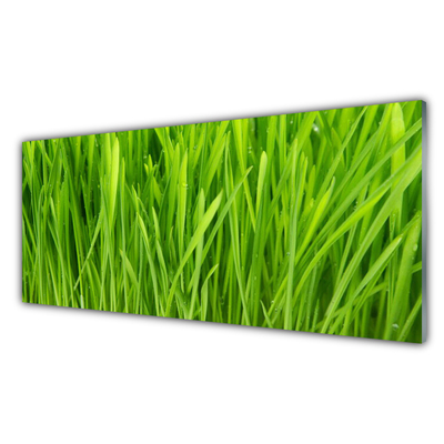 Konyhai panel Grass nature plant