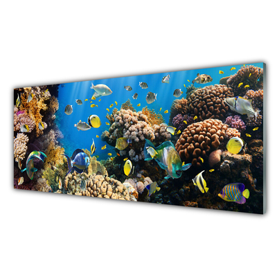 Konyhai panel Barrier reef nature