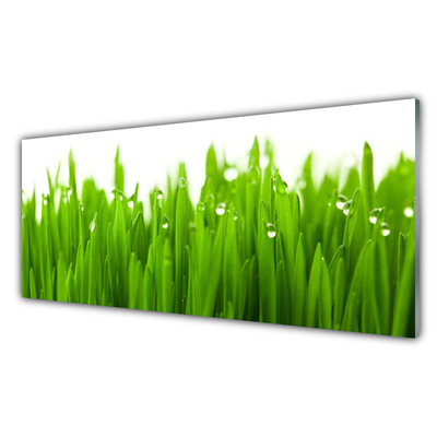 Konyhai falburkoló panel Grass nature plant