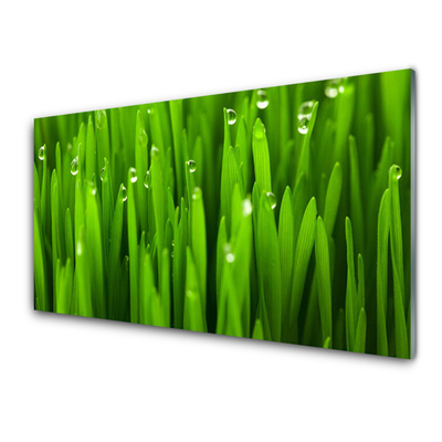 Konyhai üveg panel Grass nature plant