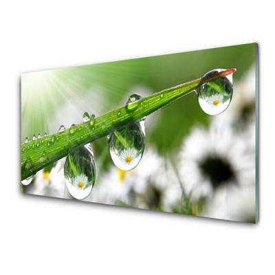 Konyhai dekor panel Grass nature dew drops