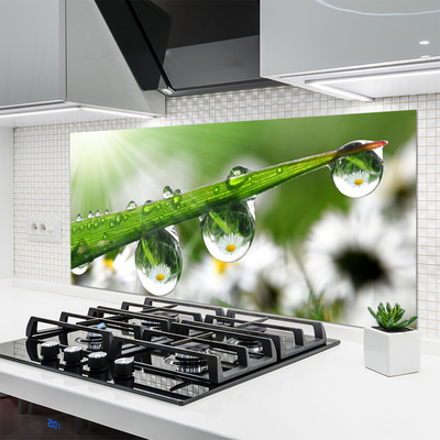 Konyhai dekor panel Grass nature dew drops