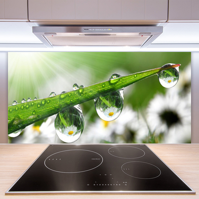 Konyhai dekor panel Grass nature dew drops