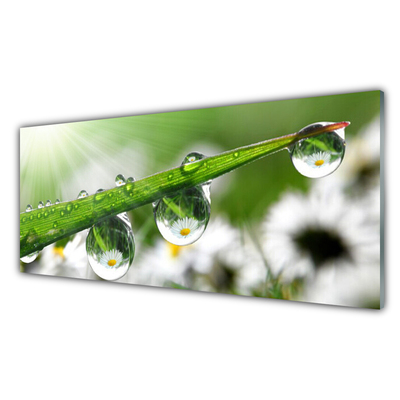 Konyhai dekor panel Grass nature dew drops