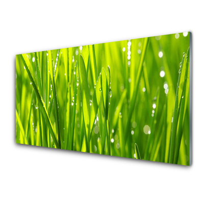 Konyhai üveg fali panel Grass nature plant