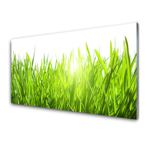 Konyhai falburkoló panel Grass nature plant