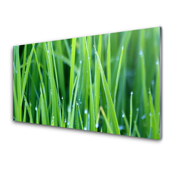 Konyhai panel Grass nature plant csepp