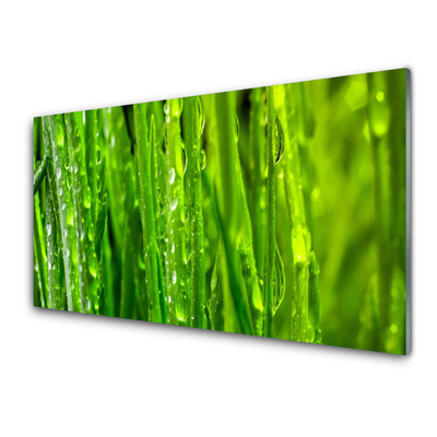 Konyhai falvédő panel Grass nature plant