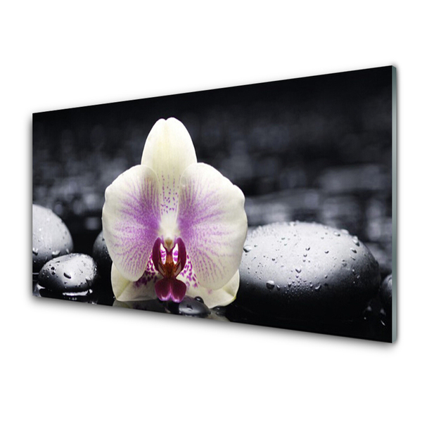 Konyhai falburkoló panel Virág orchidea növény
