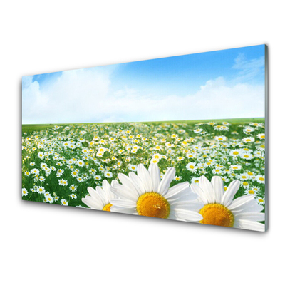 Konyhai hátfal panel Daisy mezei virágok field