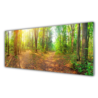 Konyhai hátfal panel Sun-erdő természetvédelmi path
