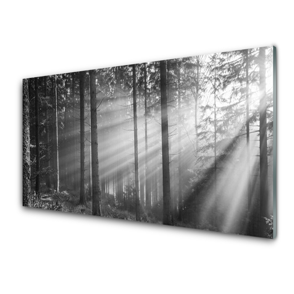 Konyhai üveg fali panel Nature forest sun rays