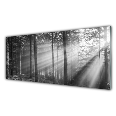 Konyhai üveg fali panel Nature forest sun rays