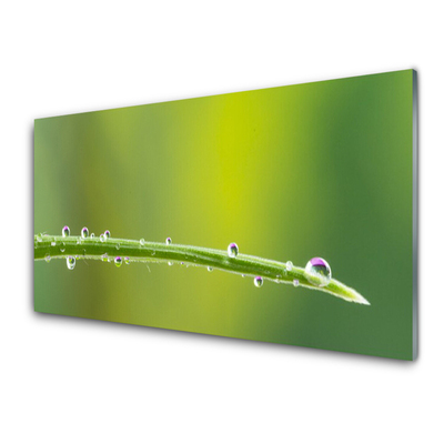 Konyhai panel Dew drop grass