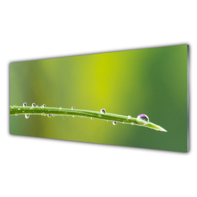 Konyhai panel Dew drop grass