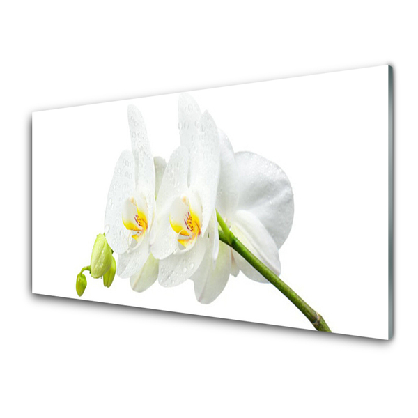 Konyhai fali panel Fehér orchidea virág szirmai