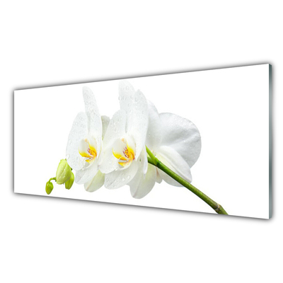 Konyhai fali panel Fehér orchidea virág szirmai