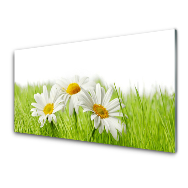 Konyhai fali panel Daisy flowers plant