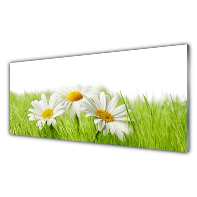 Konyhai fali panel Daisy flowers plant