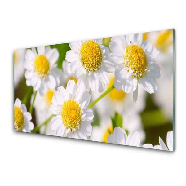 Konyhai üveg fali panel Daisy flowers nature