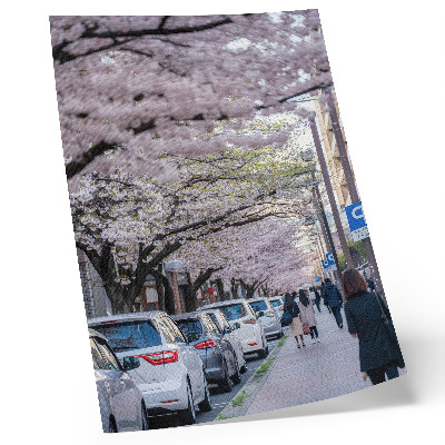 Retro plakát Egy utca cseresznyevirágokkal és parkoló autókkal
