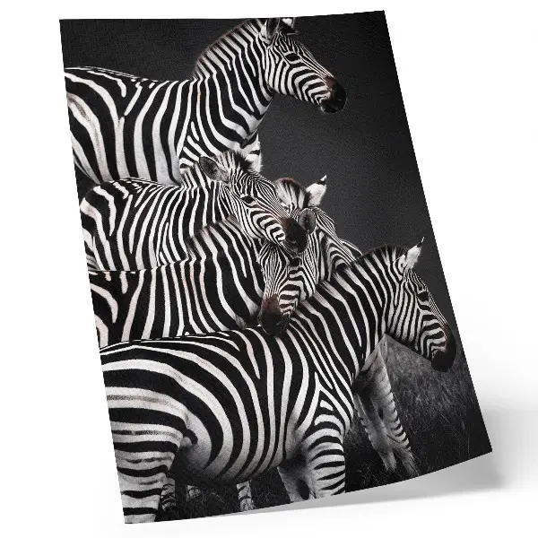 Poszter nyomtatás zebra mintás kontrasztos fekete-fehér függőleges vonalakkal