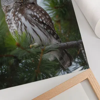 Retro plakát bagoly egy fenyőágon természet béke harmónia mintával