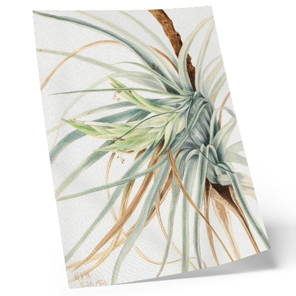 Poszter Vadananász (Tillandsia fasciculata) (1921), Mary Vaux Walcott