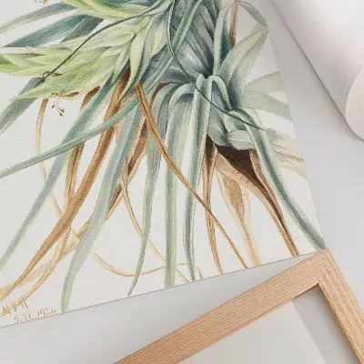 Poszter Vadananász (Tillandsia fasciculata) (1921), Mary Vaux Walcott alkotása