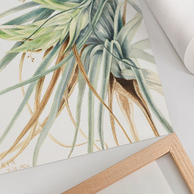 Poszter Vadananász (Tillandsia fasciculata) (1921), Mary Vaux Walcott