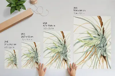 Poszter Vadananász (Tillandsia fasciculata) (1921), Mary Vaux Walcott alkotása